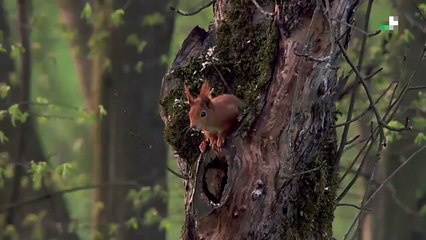 Mucizeye Şahit Olun! Sincabın Büyüleyici Doğum Anı