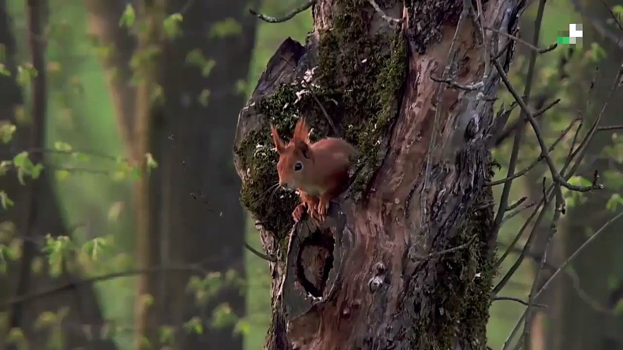 Mucizeye Şahit Olun! Sincabın Büyüleyici Doğum Anı