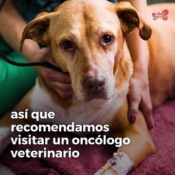 Las enfermedades más comunes en perros