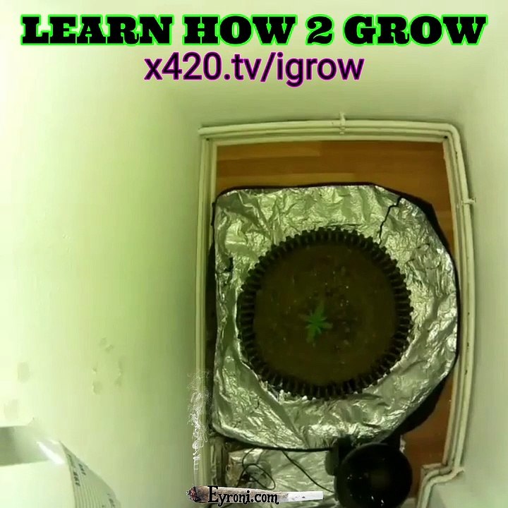 2019 Learn How 2 Grow Weed Get Money!