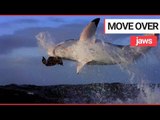 Eclipse of the great white sharks | SWNS TV