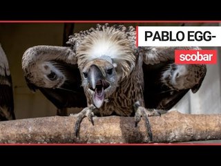 Video herunterladen: Bird centre hatches £100K rare eggs smuggled by jailed 'Pablo Escobar of the egg trade'. | SWNS TV