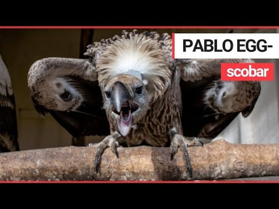 Bird centre hatches £100K rare eggs smuggled by jailed 'Pablo Escobar of the egg trade'. | SWNS TV
