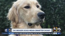 Researchers looking to see if bigger dogs mean smarter dogs