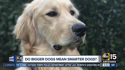 Researchers looking to see if bigger dogs mean smarter dogs