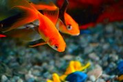 Les espèces de poissons les plus faciles à maîtriser pour débuter