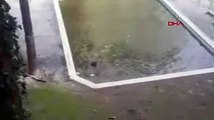 otel havuzuna düşen domuz kurtarıldı