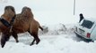 Dégager une voiture de la neige.. avec un chameau !