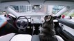 Tesla invente un mode d'attente pour les chiens dans la voiture