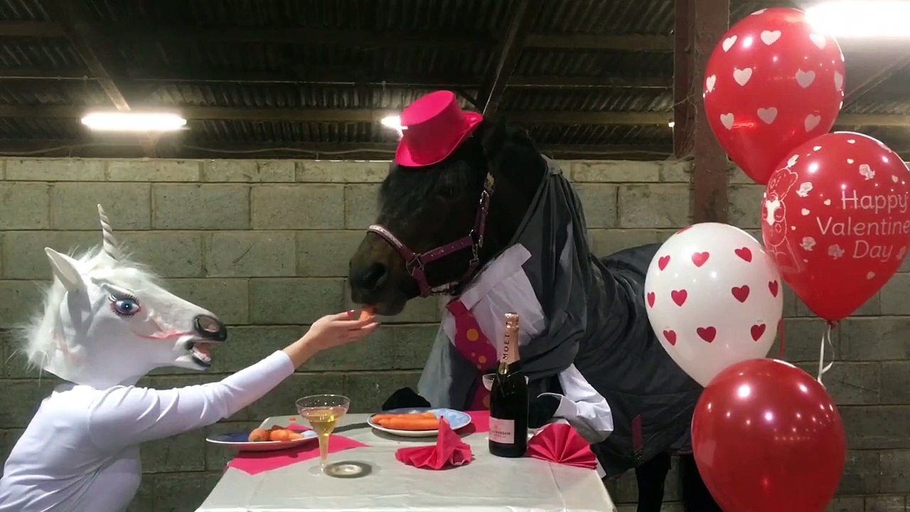Horse enjoys romantic Valentine's Day dinner