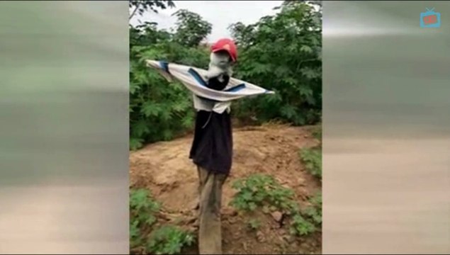 Polícia Federal erradica 234 mil pés de maconha em Salgueiro/PE