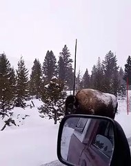 Yellowstone Park Welcoming Committee