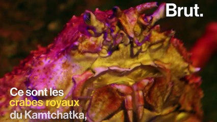 Pourquoi "les crabes de Staline" envahissent-ils les côtes norvégiennes ?