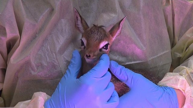 В зоопарке под Чикаго родился дикдик