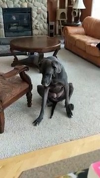 Great Dane Uses Both Legs to Scratch