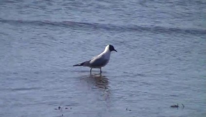 Mouette rieuse  à tête noire- Chroicocephalus ridibundus  sur la plage en Bretagne