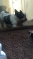 French Bulldog Freaks Out Seeing Self in Mirror