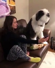 Mdr !! Découvrez ce chien super intelligent avec les geeks