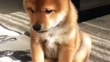 Salutation très émouvante de ce mignon chiot !!