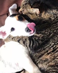 Véritable amitié entre ce chiot et ce chat... On les aime tous !!