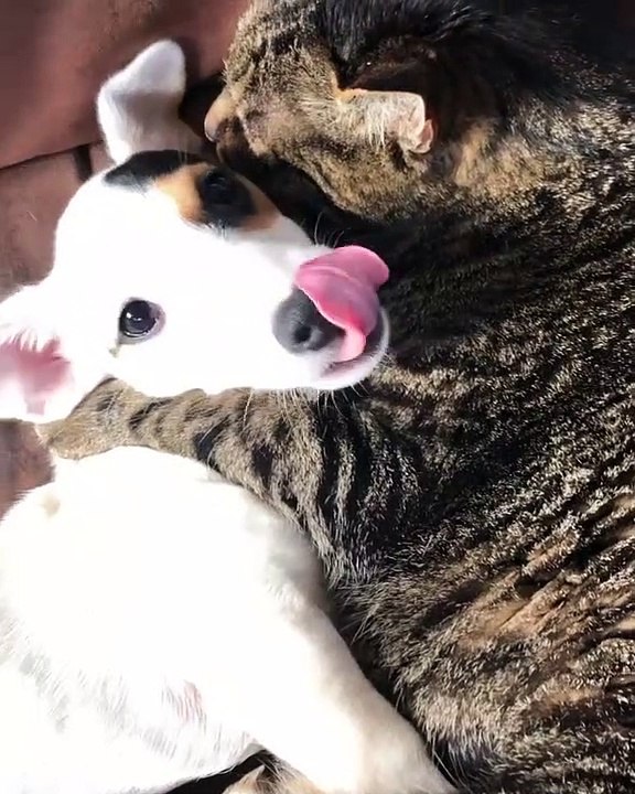 Véritable amitié entre ce chiot et ce chat... On les aime tous !!