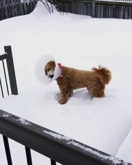 Ce chien galère dans la neige avec sa collerette... adorable