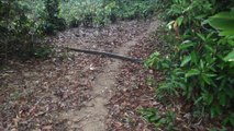 Un énorme cobra royal traverse un chemin