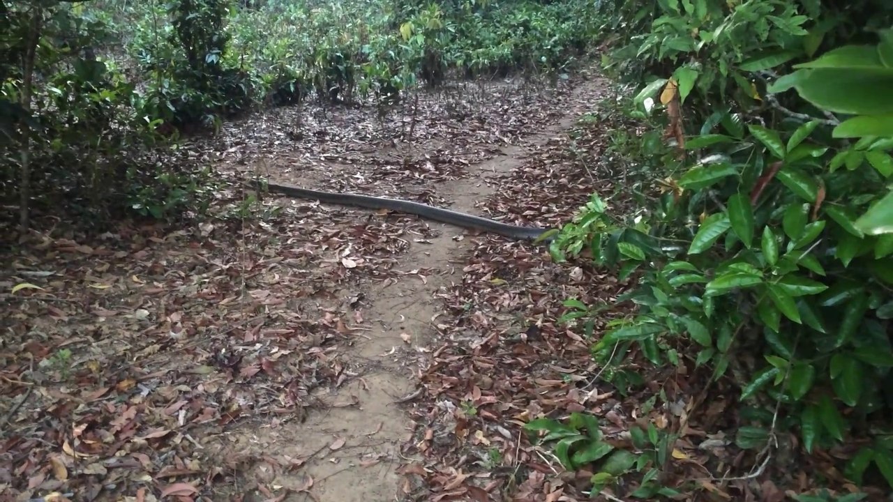 Un énorme cobra royal traverse un chemin