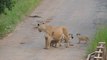 Quand une lionne et ses 4 lionceaux se retrouvent sur une route du Pilanesberg National Park - Afrique du Sud
