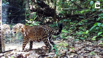 Download Video: Placer des miroirs en pleine foret... et attendre la réaction des animaux