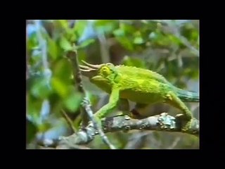 OLAGANUSTU KAMUFLAJ YETENEGI OLAN HAYVANLAR