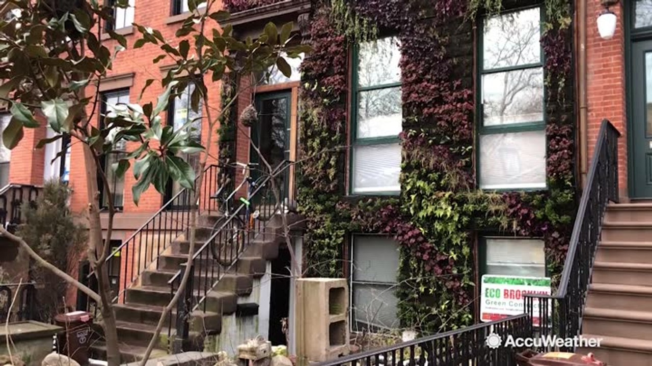 A living wall grows in Brooklyn