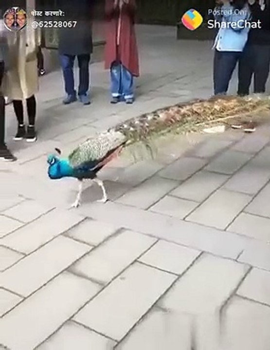 Mor dancing