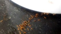 Red ants video. लाल चींटी वीडियो।Vidéo de fourmi rouge.