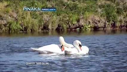 Ang Pinaka: Human-like expression of animal love