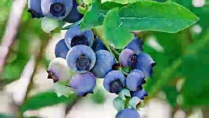 فوائد مذهلة للتوت الأزرق