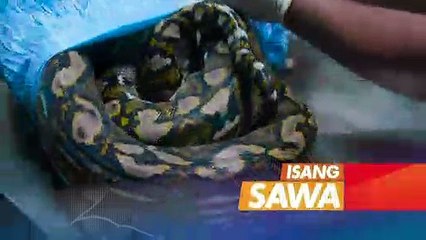 Born to be Wild: Sawa na may bukol sa katawan, posible pa nga bang maibalik sa wild?