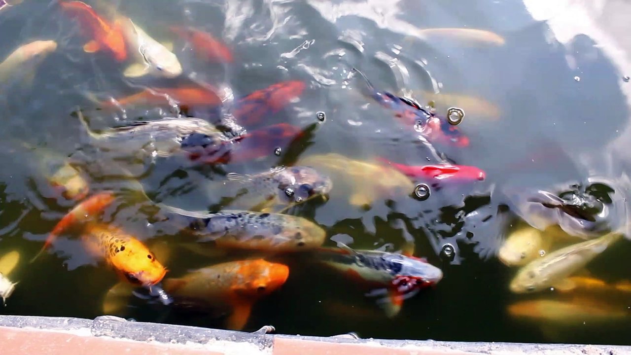 Comme un poisson dans l'eau