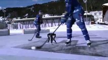 Robotlar buz pistine indi