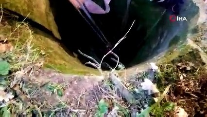 8 metrelik su kuyusuna düşen 400 kiloluk inek böyle kurtarıldı