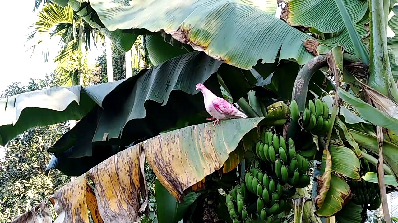 Pink Pigeon!!??