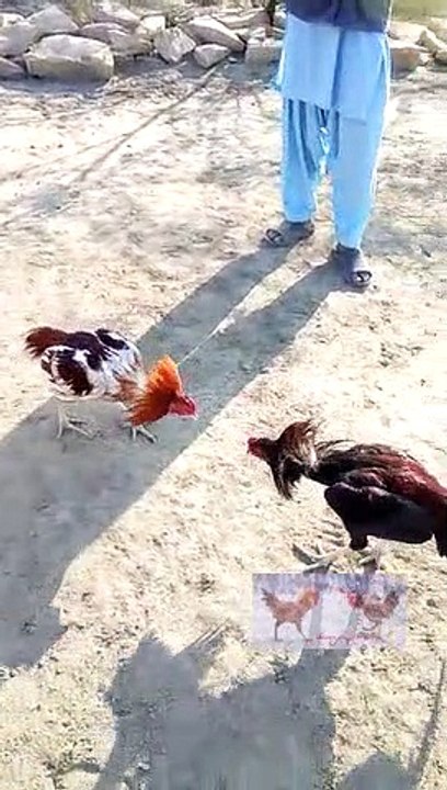Cocks Fight