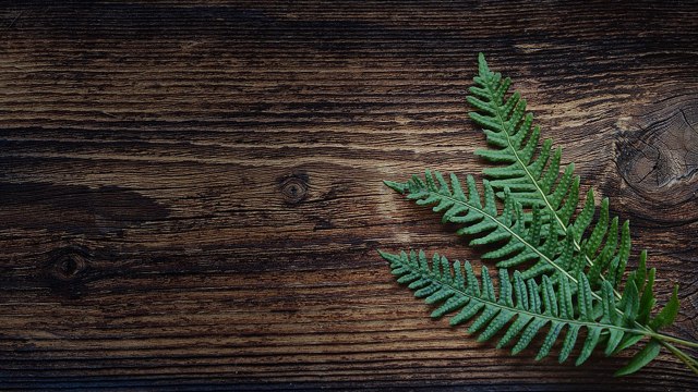 Household plants according to vastu: वास्तु के अनुसार सजाएं घर का हर एक कोना | Boldsky