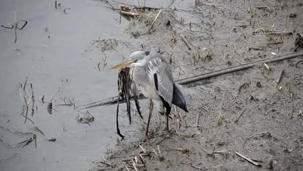 Avcıların Vurduğu Balıkçıl Kurtarıldı