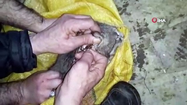 Köpeklerin saldırdığı kedi sağlığına kavuştu