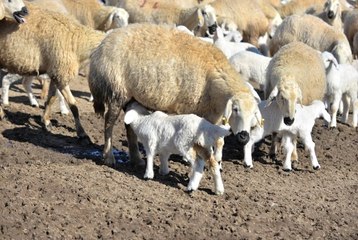 Kuzuların Annelerine Kavuşma Heyecanı