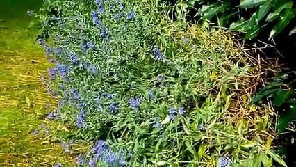 More bees pollunating a blue flowery bush