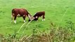 Mother cow washing her calf and her other calf joins in