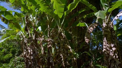 AUGUST AT AKIKO'S Trailer- Los Angeles Asian Pacific Film Festival
