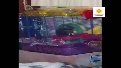 Not to laugh challange can you accept